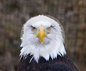 Bald Eagle Facing Forward