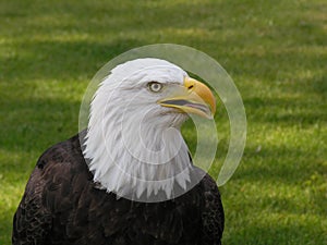 Bald Eagle Facing Right 3