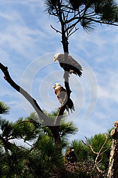 Bald Eagle Family Tree photo