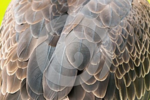 Bald eagle feathers