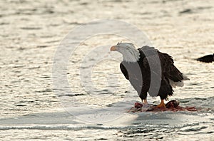 Bald Eagle feeding