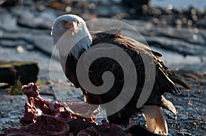 Bald eagle feeding on carcass