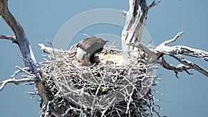 Bald Eagle Feeding the Chicks