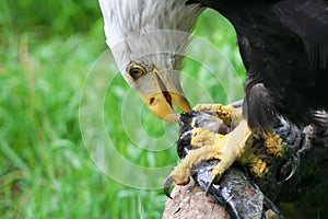 Bald eagle feeding on fish
