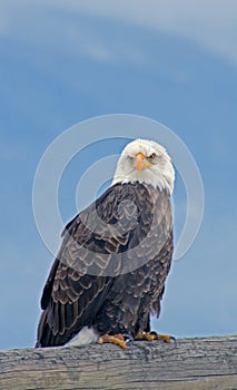 Bald Eagle on Fence