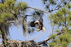 Bald eagle with a fish