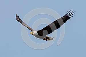 Bald Eagle with fish.