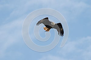 A Bald Eagle with a fish flying through the blue skies