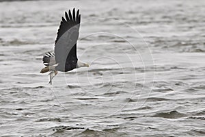 Bald eagle with fish flying over Mississippi River