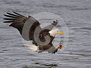 Bald Eagle Fish Grab Dive