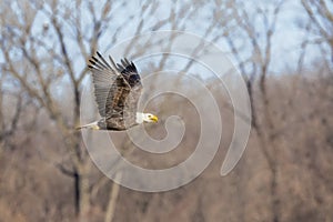 Bald Eagle with fish in mouth after hunting