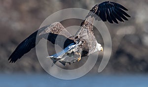 Bald Eagle Fishing