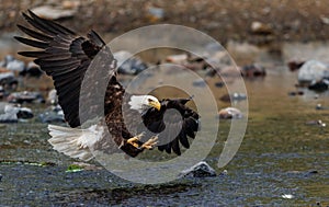 A Bald Eagle Fishing