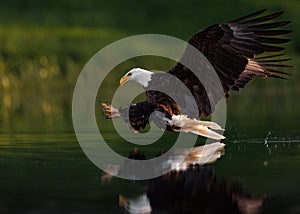 A Bald Eagle Fishing