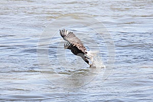 Bald Eagle Fishing