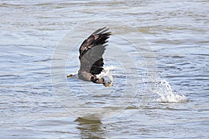 Bald Eagle Fishing