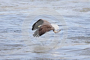 Bald Eagle Fishing