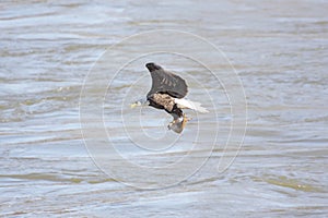 Bald Eagle Fishing