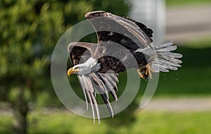 Bald Eagle Fishing in Maine