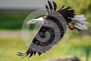 Bald Eagle Fishing in Maine