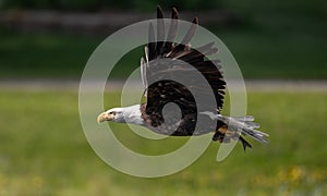 Bald Eagle Fishing in Maine