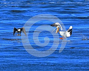 Bald Eagle Fishing with Pelicans II