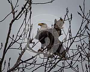 Bald eagle fishing on reelfoot lake state park in Tennessee