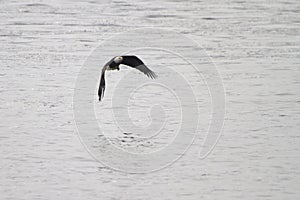 Bald Eagle Fishing the River