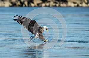 Bald Eagle fishing in water