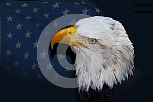 Bald Eagle Before Flag of Stars