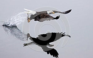 A bald eagle flies off after the catch.