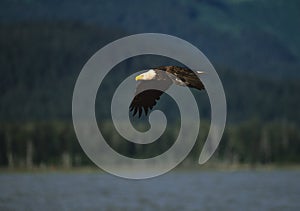 Bald Eagle in Flight