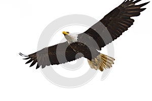 Bald Eagle in Flight