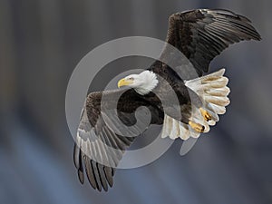 Bald Eagle in Flight