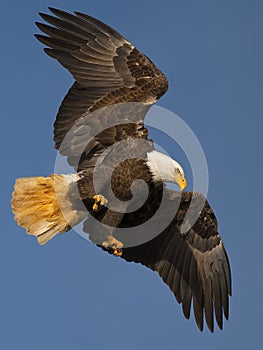 Bald Eagle in Flight