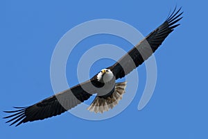 Bald Eagle In Flight