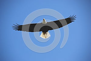 Bald eagle in flight