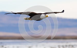 Bald Eagle in Flight