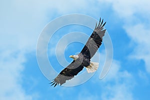 Bald eagle in flight