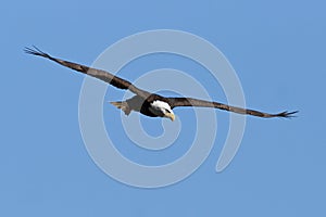 Bald Eagle in Flight