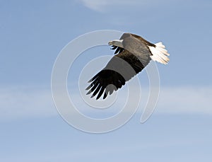 Bald eagle in flight photo