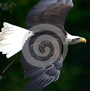 Bald Eagle in flight