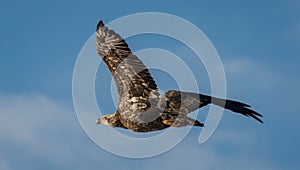 Bald Eagle in Flight