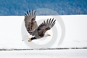 Bald Eagle in flight