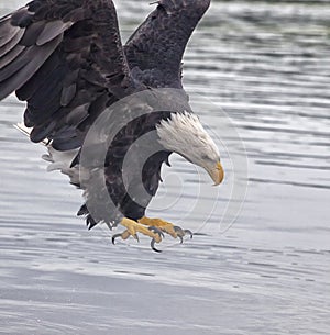 Bald Eagle talons photo