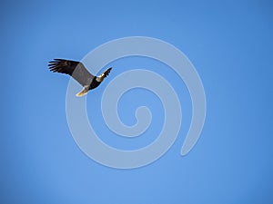 Bald Eagle in Flight against Blue Sky