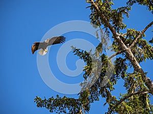 Bald Eagle in Flight against Blue Sky, Landing on Tree Top