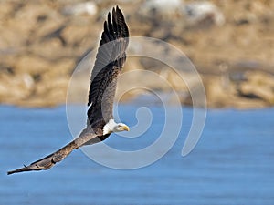 Bald Eagle in Flight