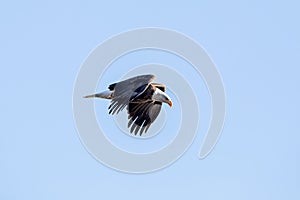 Bald eagle in flight in the blue sky