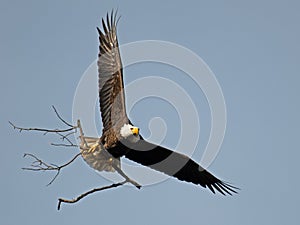 Bald Eagle in Flight Carrying Sticks for Nest